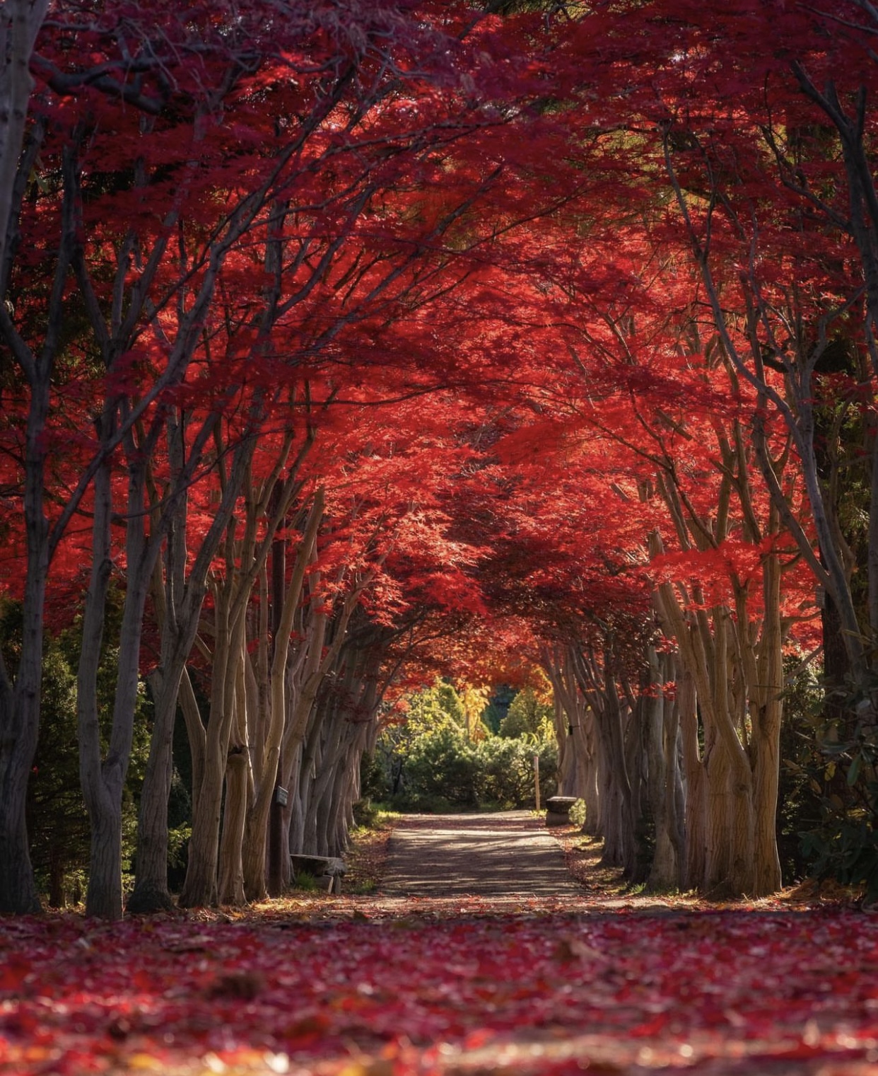 Vẻ đẹp mộng mơ của mùa thu Nhật Bản, xem xong chỉ muốn xách vali lên đường - Ảnh 18.