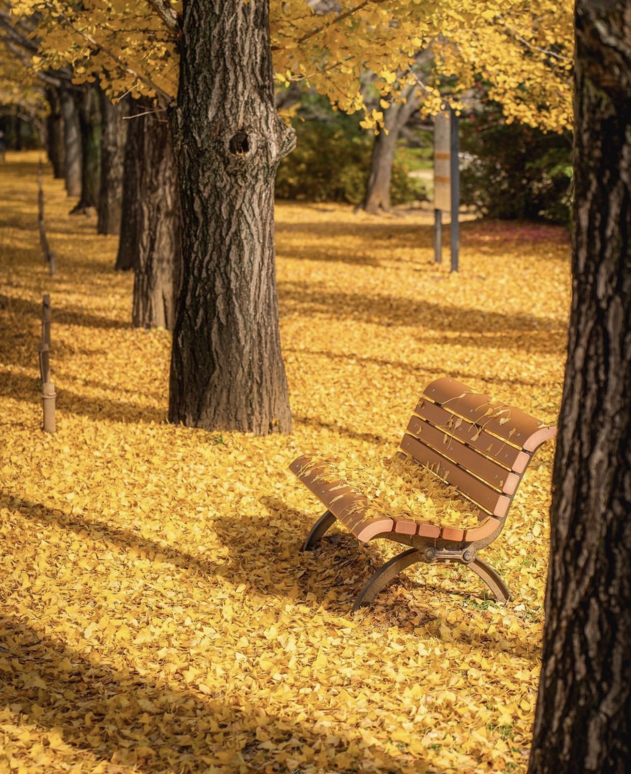 Vẻ đẹp mộng mơ của mùa thu Nhật Bản, xem xong chỉ muốn xách vali lên đường - Ảnh 10.