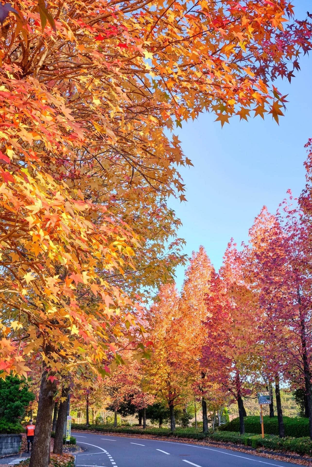 Vẻ đẹp mộng mơ của mùa thu Nhật Bản, xem xong chỉ muốn xách vali lên đường - Ảnh 19.