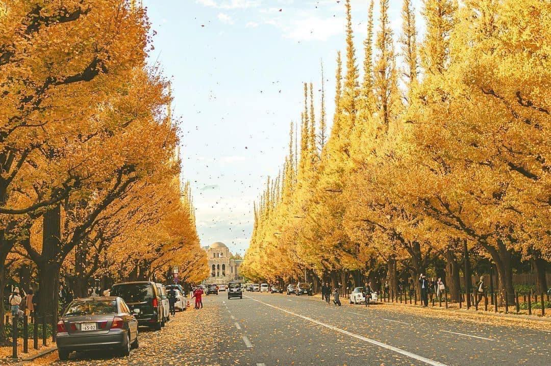 Vẻ đẹp mộng mơ của mùa thu Nhật Bản, xem xong chỉ muốn xách vali lên đường - Ảnh 5.
