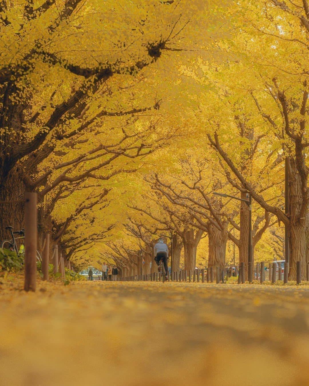 Vẻ đẹp mộng mơ của mùa thu Nhật Bản, xem xong chỉ muốn xách vali lên đường - Ảnh 7.