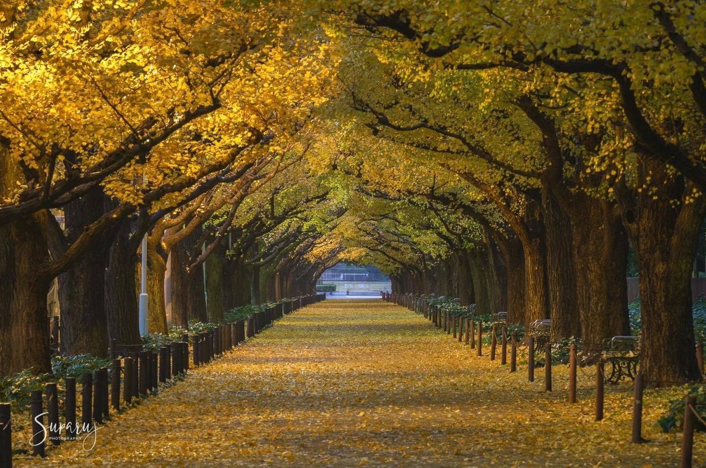 Vẻ đẹp mộng mơ của mùa thu Nhật Bản, xem xong chỉ muốn xách vali lên đường - Ảnh 6.