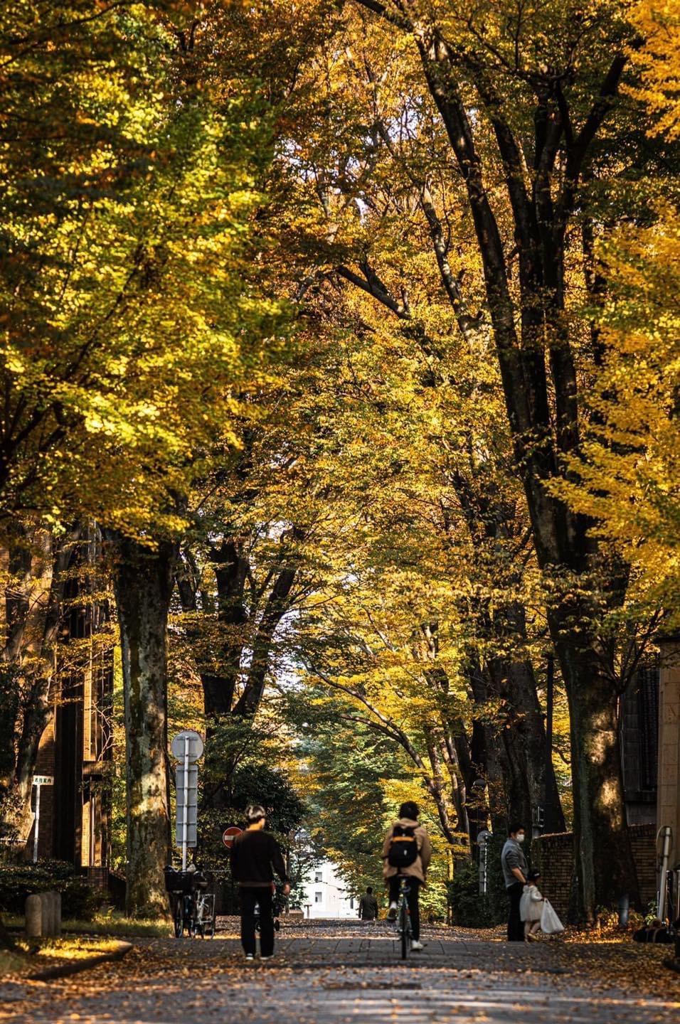 Vẻ đẹp mộng mơ của mùa thu Nhật Bản, xem xong chỉ muốn xách vali lên đường - Ảnh 8.