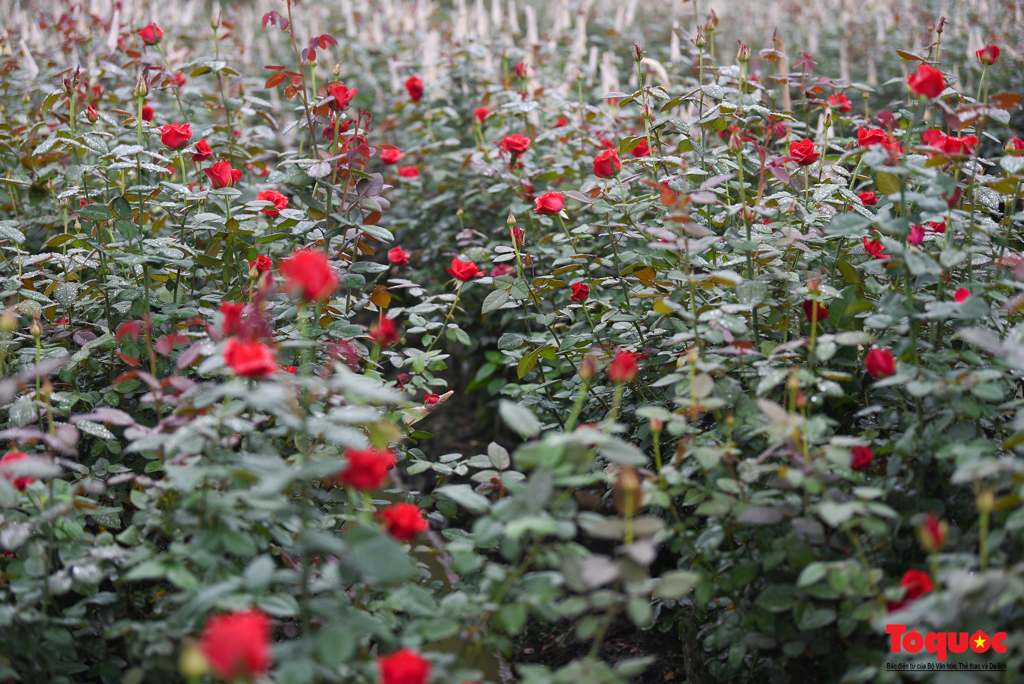 Hoa hồng Mê Linh sẵn sàng khoe sắc tại Fesival hoa lớn nhất Thủ đô - Ảnh 4.
