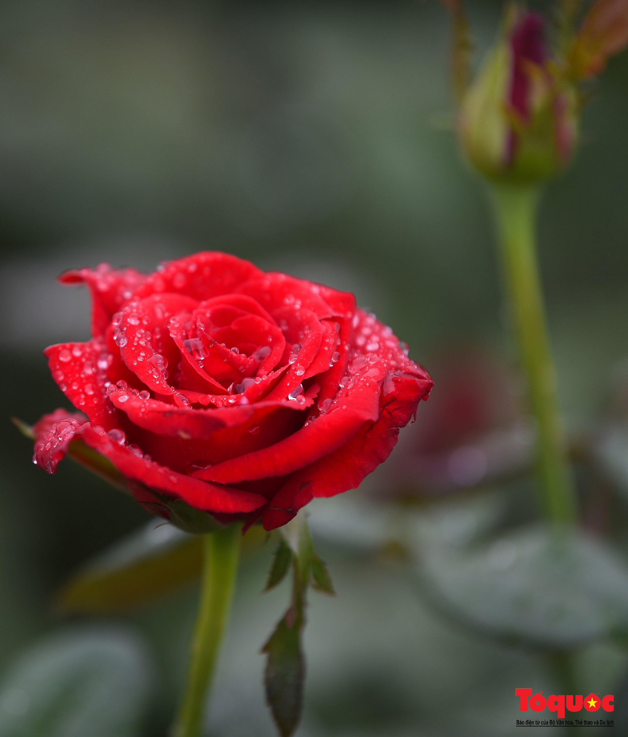 Hoa hồng Mê Linh sẵn sàng khoe sắc tại Fesival hoa lớn nhất Thủ đô - Ảnh 7.