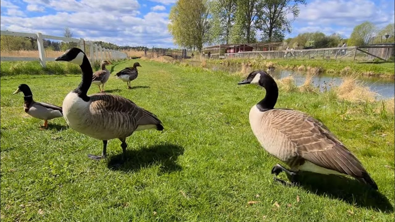 Nỗi sợ kỳ lạ của người dân Bắc Mỹ: Loài ngỗng Canada