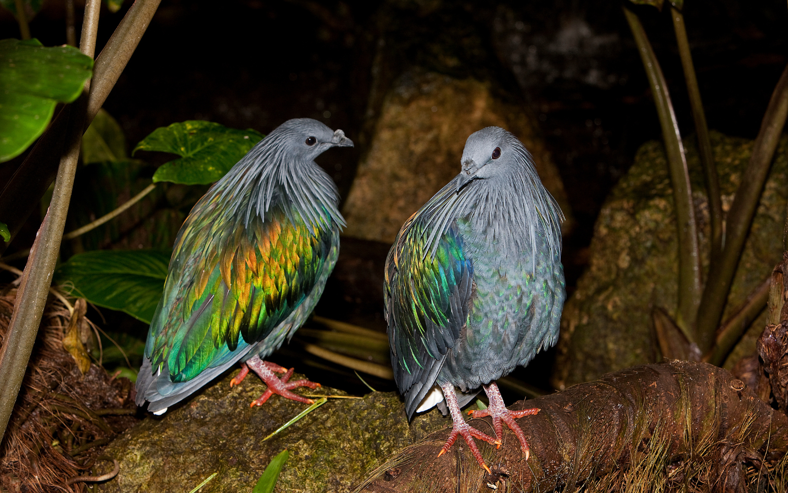Bí ẩn Nicoba - Loài bồ câu quý hiếm mới xuất hiện tại Vườn Quốc gia Côn Đảo - Ảnh 9.