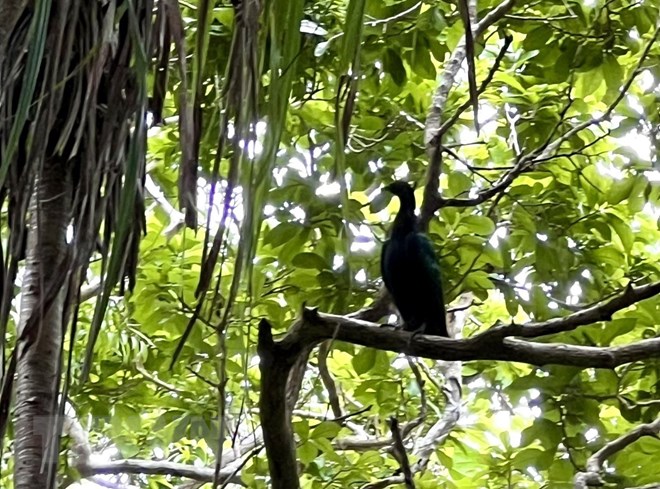 Bí ẩn Nicoba - Loài bồ câu quý hiếm mới xuất hiện tại Vườn Quốc gia Côn Đảo - Ảnh 4.