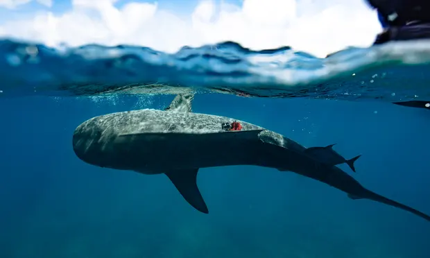 Gắn camera vào cá mập hổ, các nhà khoa học khám phá ra &quot;khu rừng&quot; khổng lồ dưới đáy biển - Ảnh 2.
