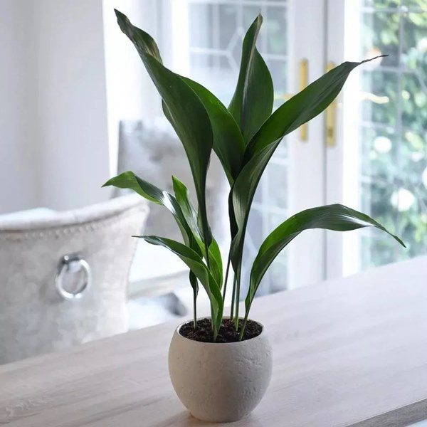 6 loại cây không có nắng vẫn sống tốt, còn mang đến may mắn, tại lộc cho gia chủ  - Ảnh 3.