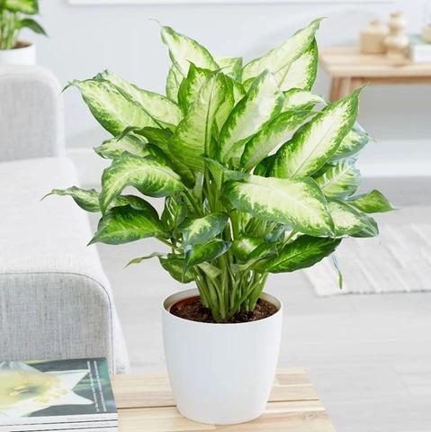 6 loại cây không có nắng vẫn sống tốt, còn mang đến may mắn, tại lộc cho gia chủ  - Ảnh 4.