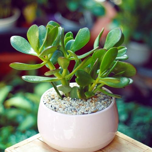 6 loại cây không có nắng vẫn sống tốt, còn mang đến may mắn, tại lộc cho gia chủ  - Ảnh 5.
