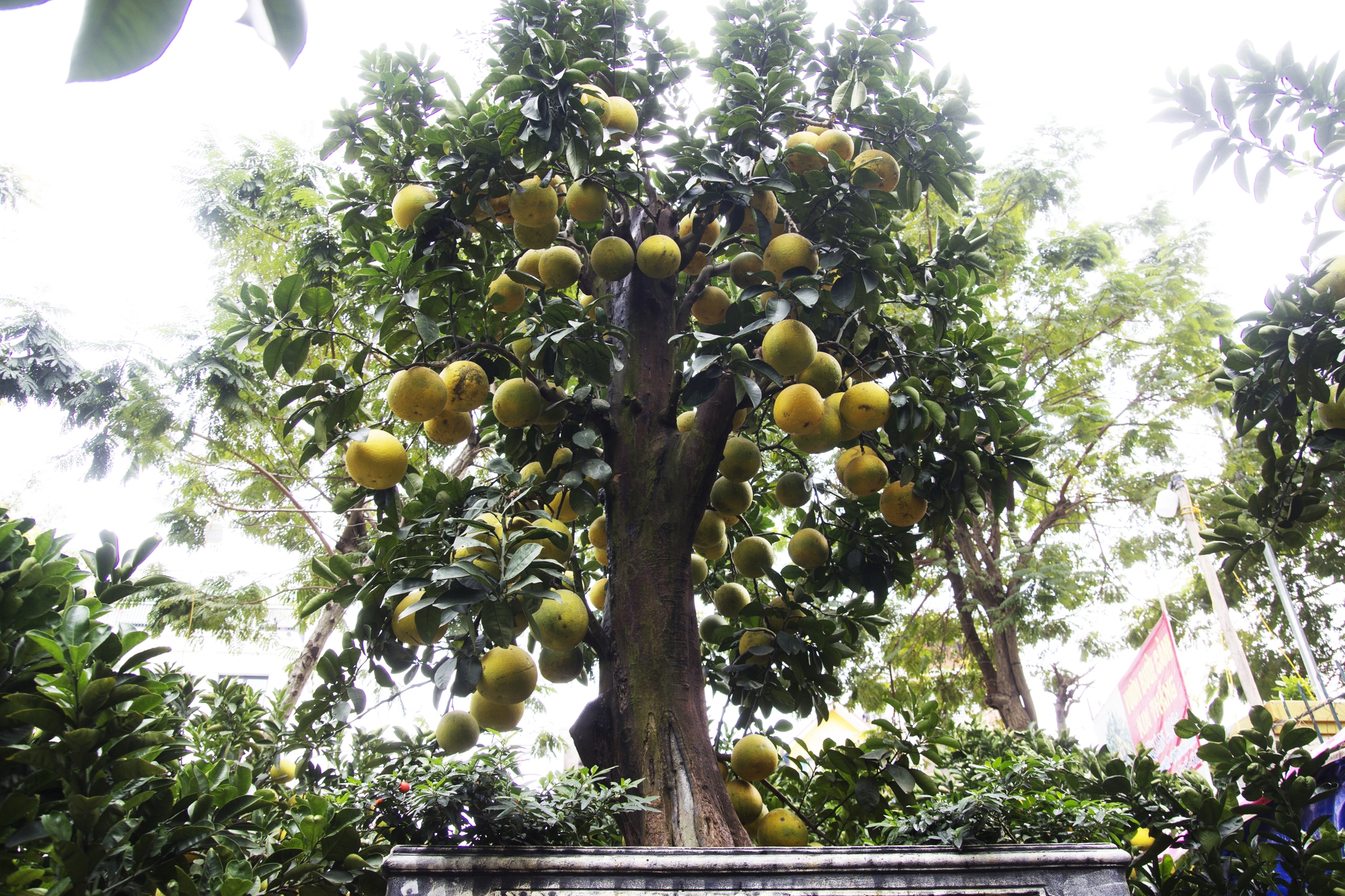 Phố buôn bán cây cảnh lớn nhất ở Hà Nội tràn ngập bưởi bonsai