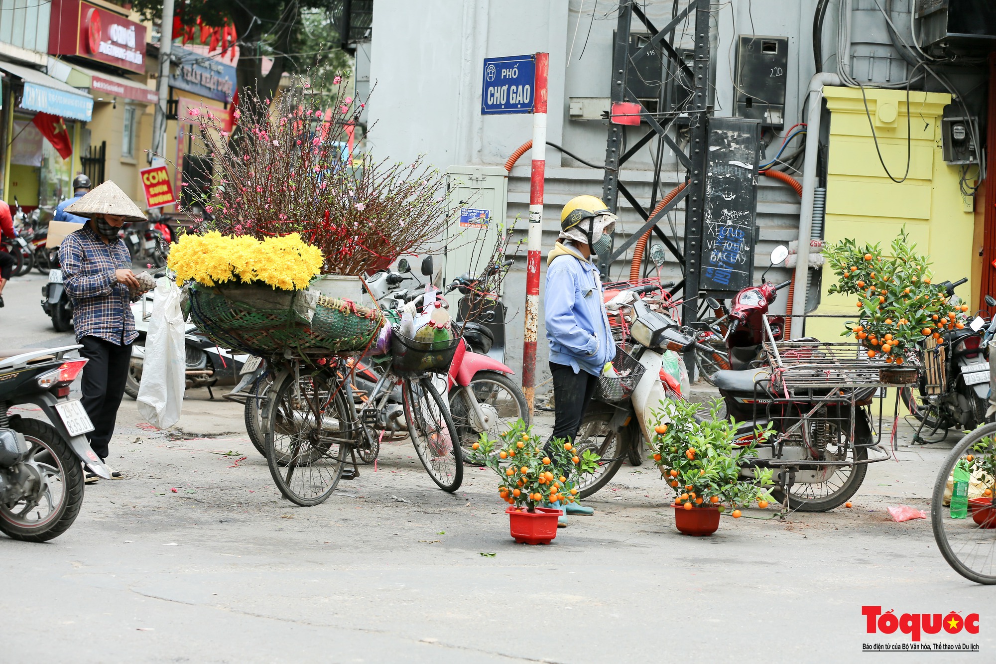 Đào Nhật Tân nở sớm xuống phố phục vụ Tết Dương lịch - Ảnh 11.