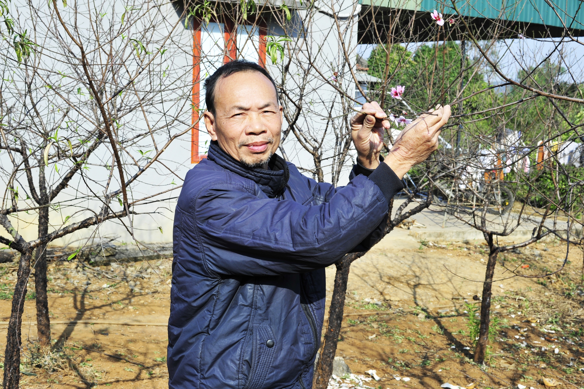 Ông Phạm Văn Lâm chia sẻ về hoa đào năm nay