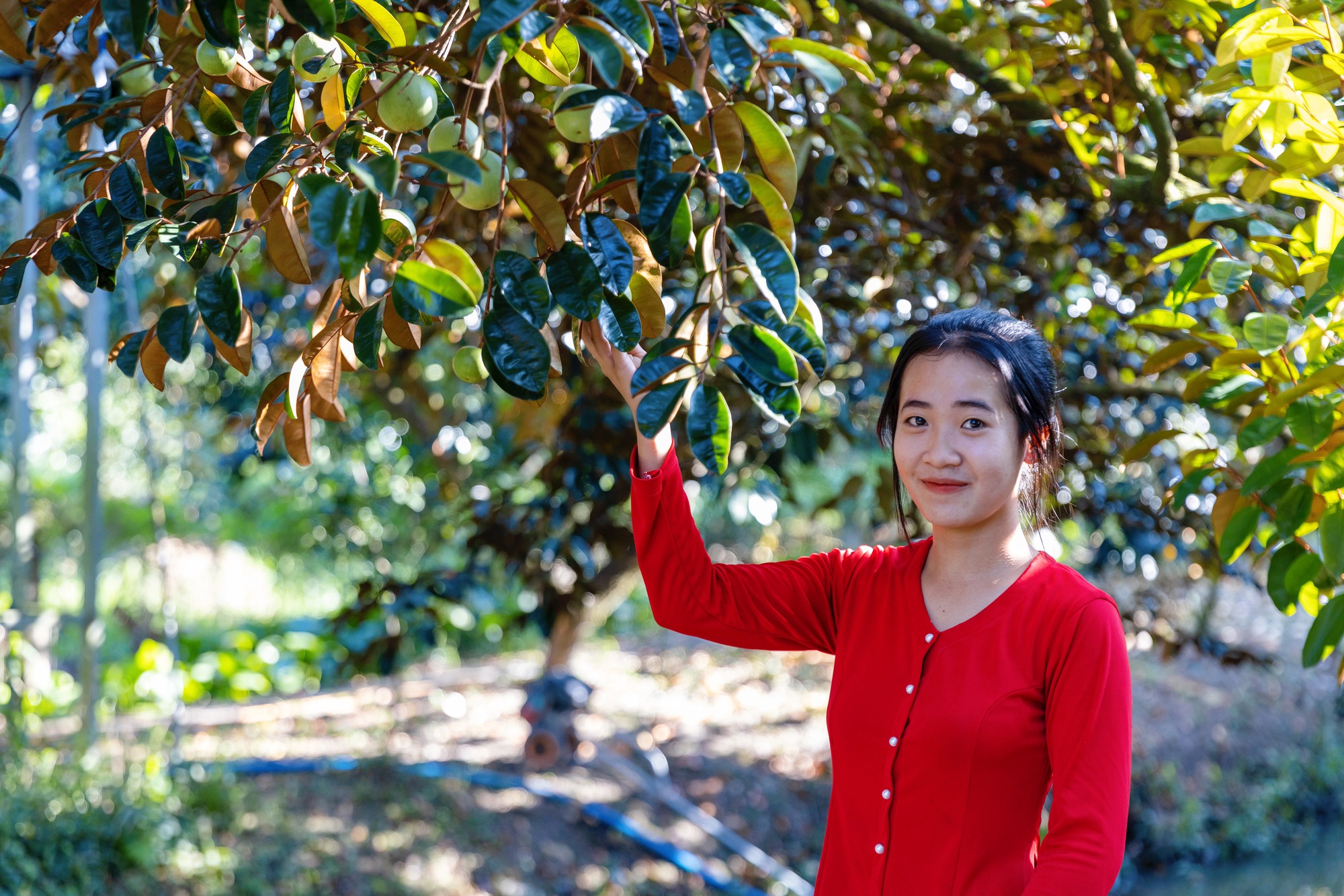 Cuối năm trải nghiệm vào vườn vú sữa tím lớn nhất Cần Thơ, bất ngờ với giá vừa ăn vừa hái mang về - Ảnh 3.