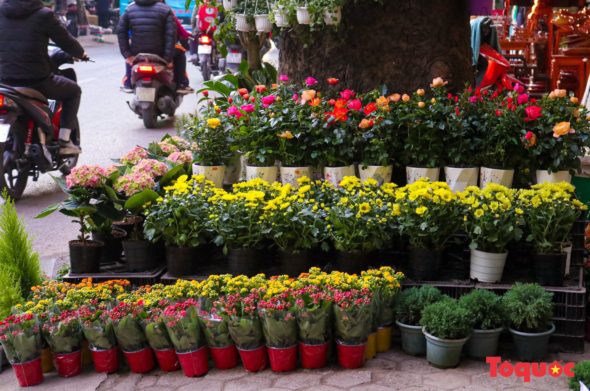 Chợ hoa xuân Hà Nội nhộn nhịp trong những ngày trước Tết - Ảnh 10.