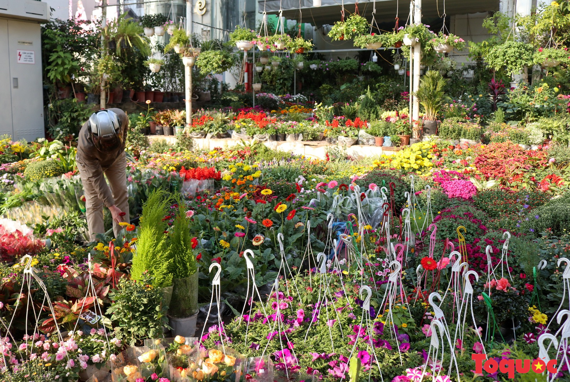 Chợ hoa xuân Hà Nội nhộn nhịp trong những ngày trước Tết - Ảnh 11.
