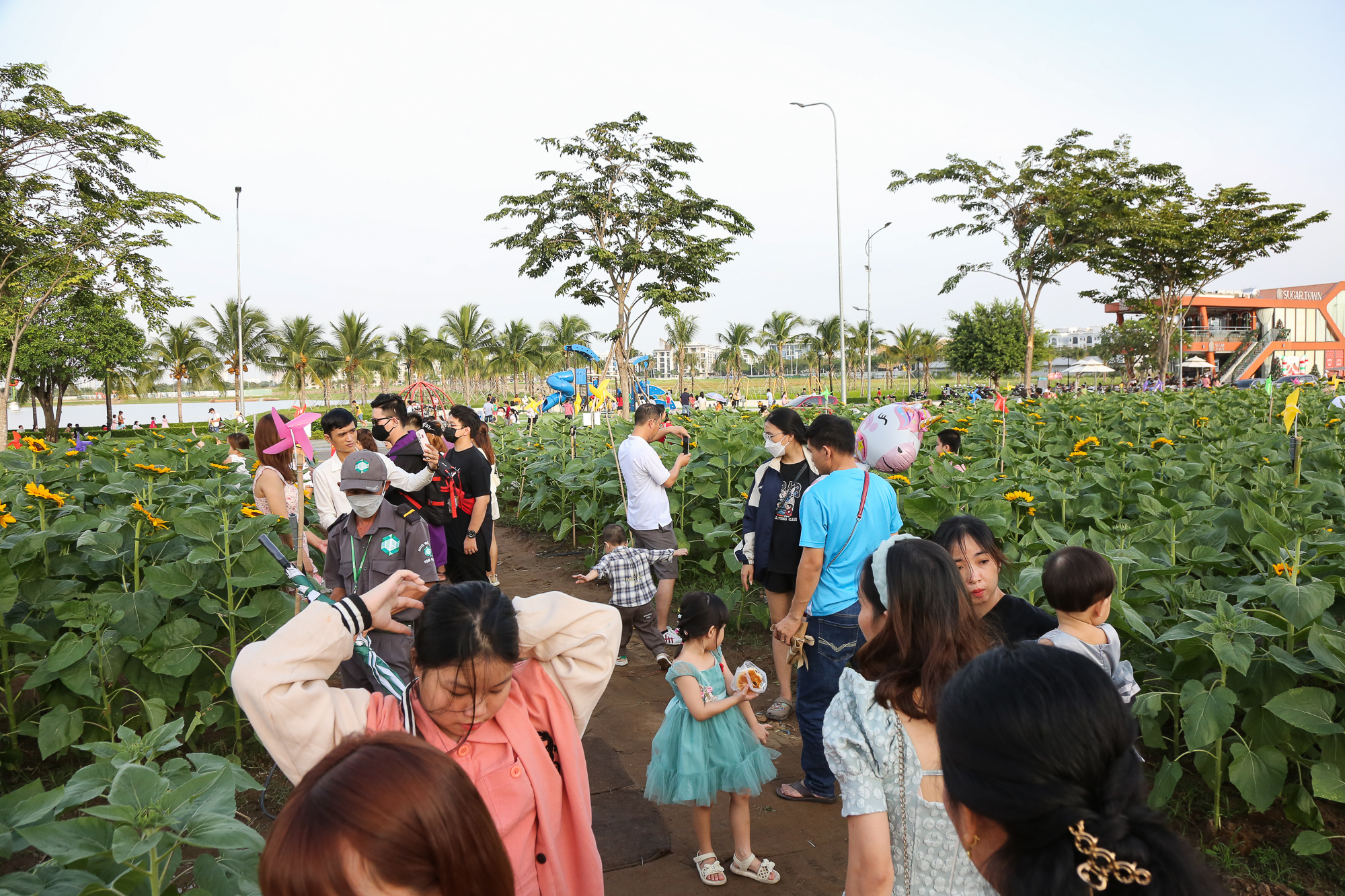 Ảnh: Vườn hoa hướng dương khoe sắc rực rỡ dịp cuối năm ở TP.HCM, hàng trăm người dân đến tham quan  - Ảnh 5.