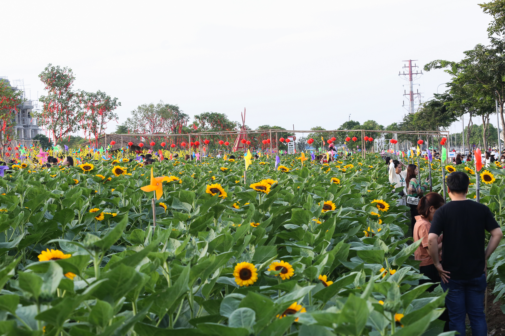 Ảnh: Vườn hoa hướng dương khoe sắc rực rỡ dịp cuối năm ở TP.HCM, hàng trăm người dân đến tham quan  - Ảnh 12.