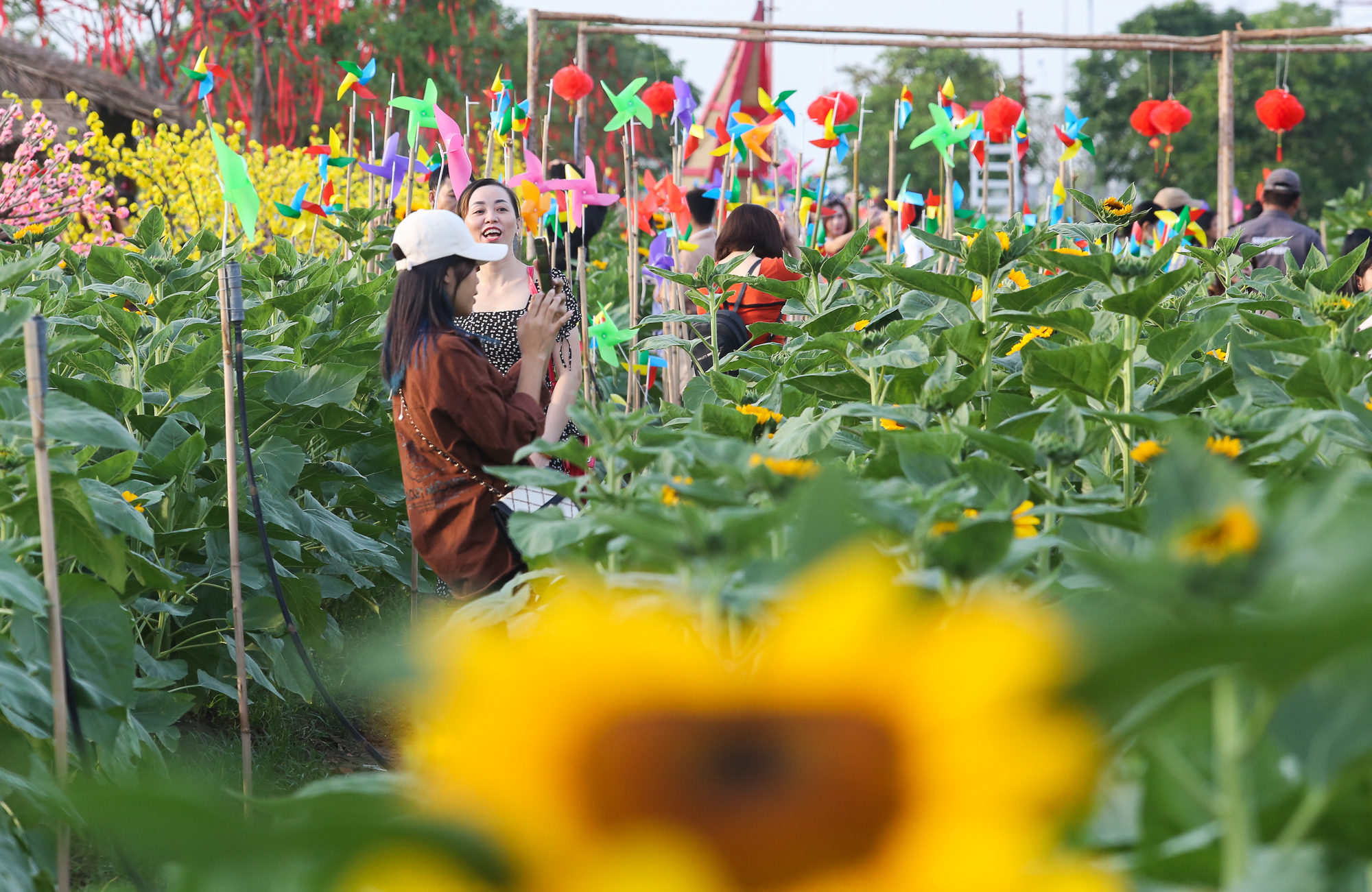 Ảnh: Vườn hoa hướng dương khoe sắc rực rỡ dịp cuối năm ở TP.HCM, hàng trăm người dân đến tham quan  - Ảnh 4.