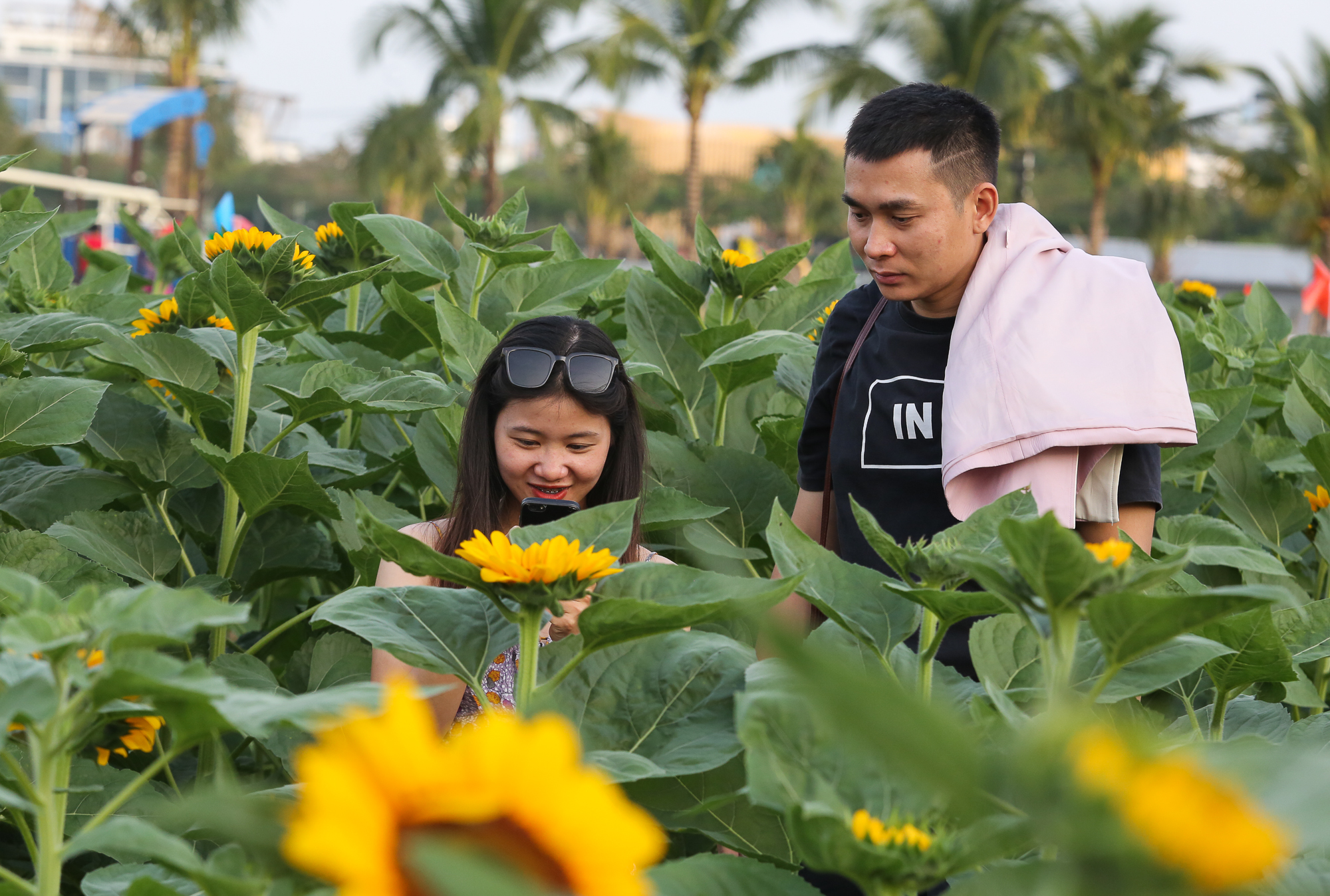 Ảnh: Vườn hoa hướng dương khoe sắc rực rỡ dịp cuối năm ở TP.HCM, hàng trăm người dân đến tham quan  - Ảnh 8.