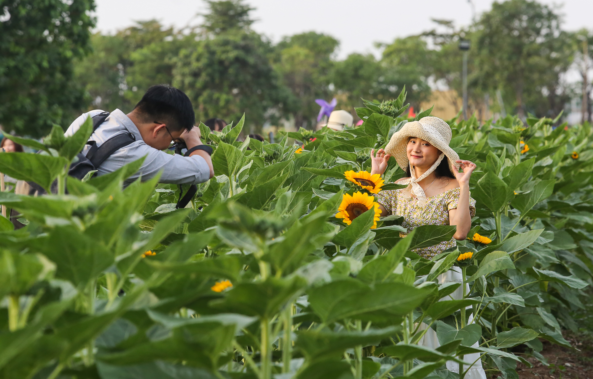 Ảnh: Vườn hoa hướng dương khoe sắc rực rỡ dịp cuối năm ở TP.HCM, hàng trăm người dân đến tham quan  - Ảnh 11.