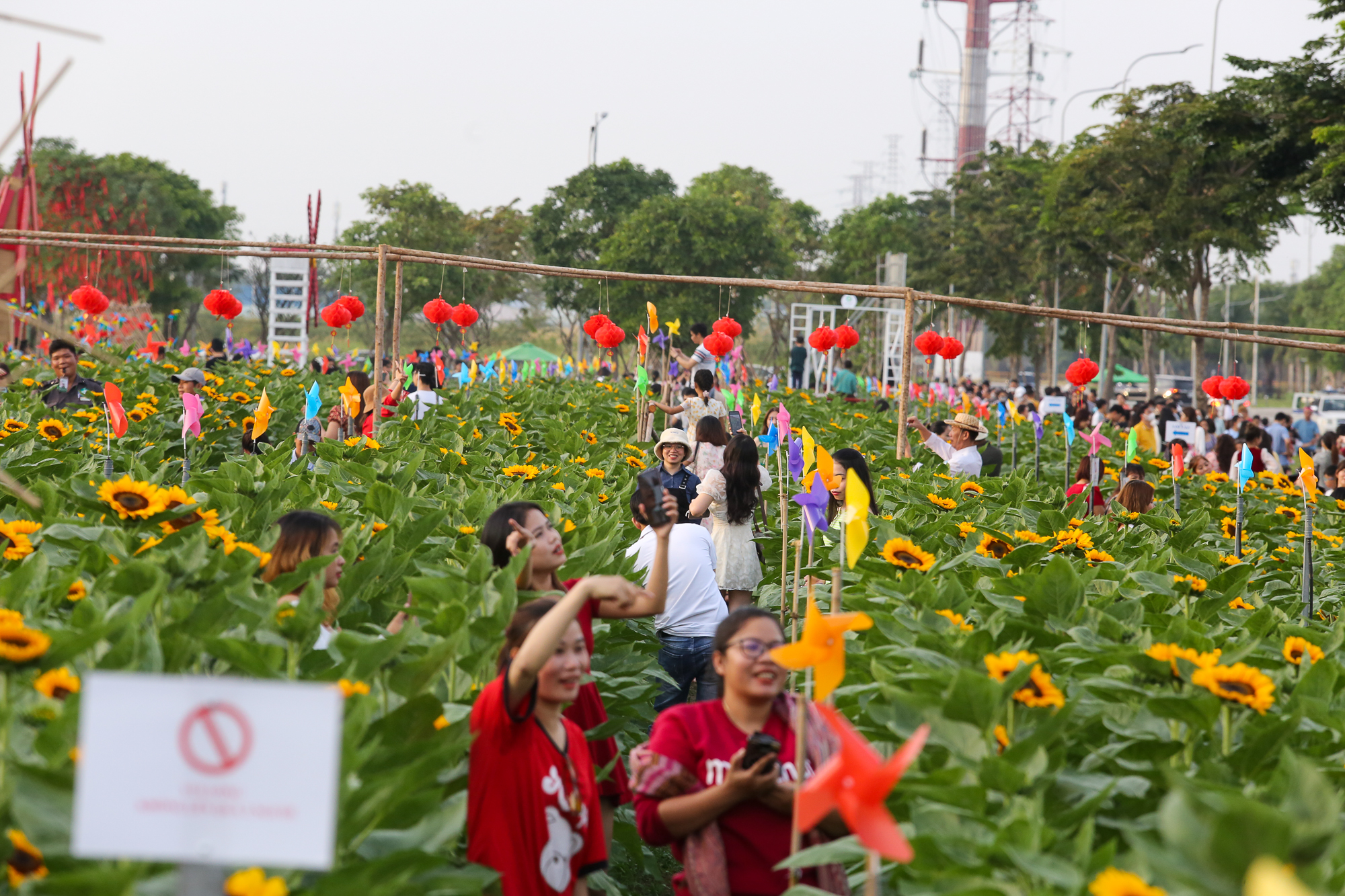 Ảnh: Vườn hoa hướng dương khoe sắc rực rỡ dịp cuối năm ở TP.HCM, hàng trăm người dân đến tham quan  - Ảnh 1.