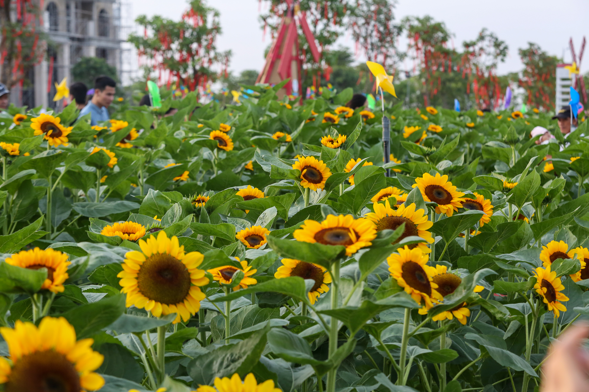 Ảnh: Vườn hoa hướng dương khoe sắc rực rỡ dịp cuối năm ở TP.HCM, hàng trăm người dân đến tham quan  - Ảnh 2.