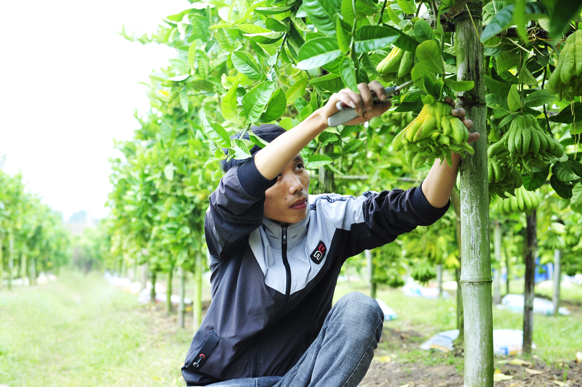 Làng trồng phật thủ ở Hà Nội bắt đầu nhộn nhịp giao dịch mua bán - Ảnh 8.