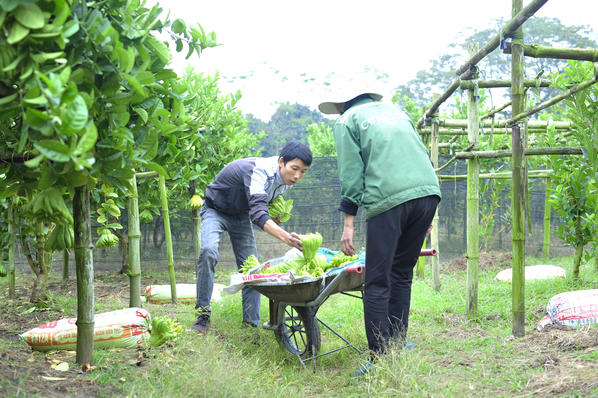 Làng trồng phật thủ ở Hà Nội bắt đầu nhộn nhịp giao dịch mua bán - Ảnh 9.