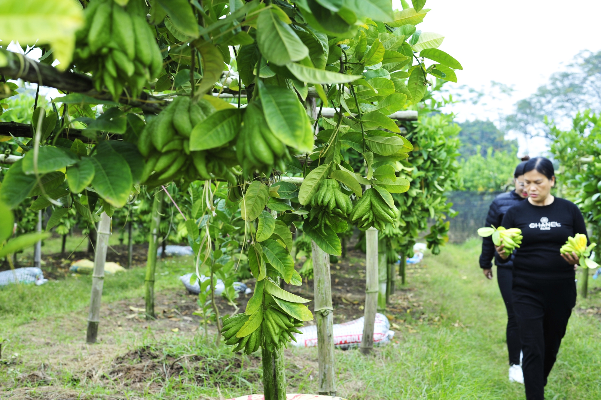 Làng trồng phật thủ ở Hà Nội bắt đầu nhộn nhịp giao dịch mua bán - Ảnh 11.