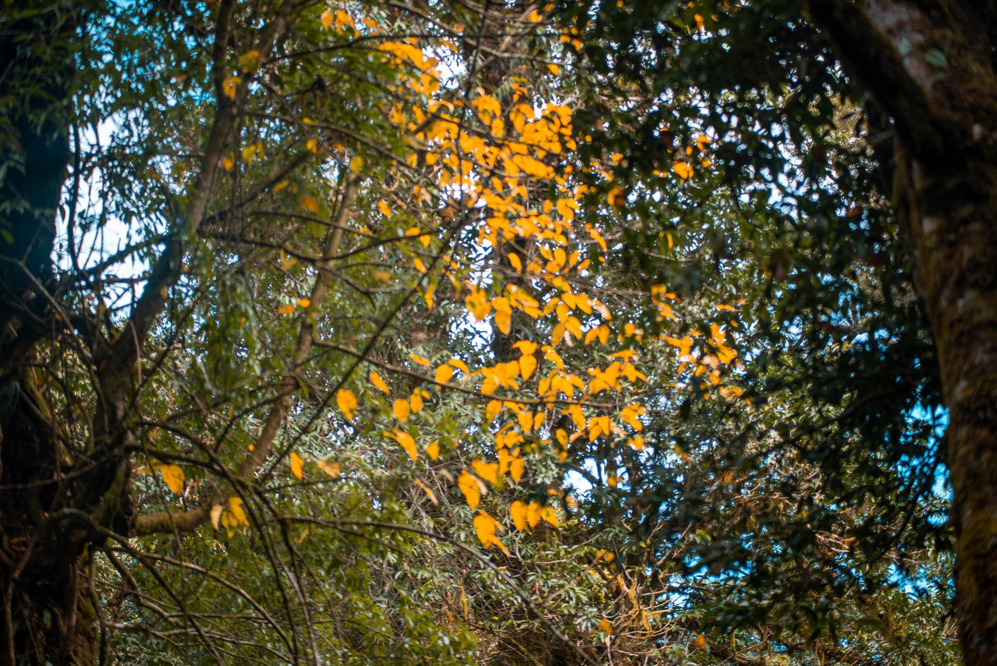 Mùa lá phong rực sắc đỏ vàng trên cung đường trekking ấn tượng ngay tại Việt Nam - Ảnh 13.