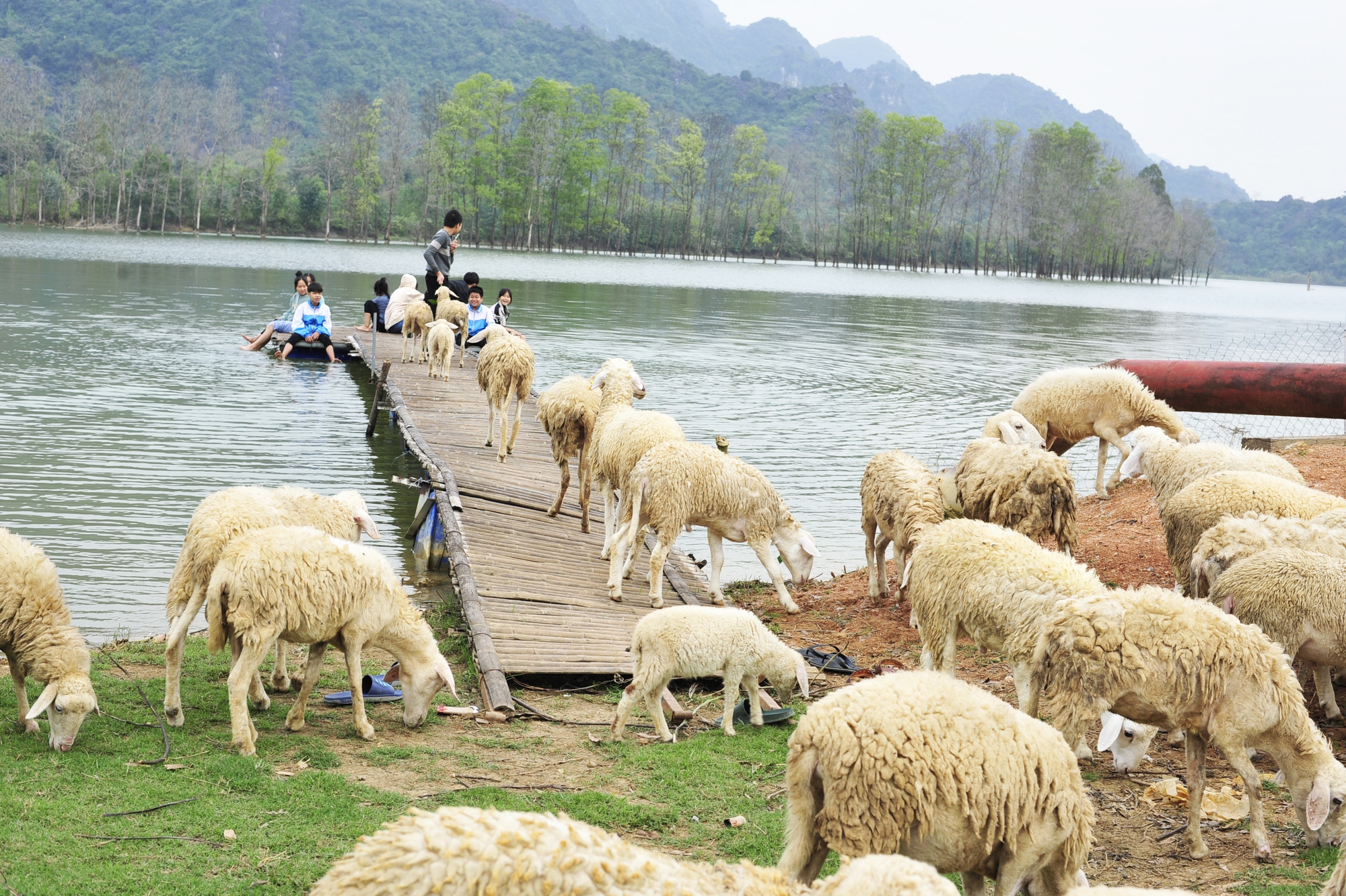 Thích thú ngắm những chú cừu non trên cánh đồng đẹp như tranh ở rất gần Hà Nội - Ảnh 10.