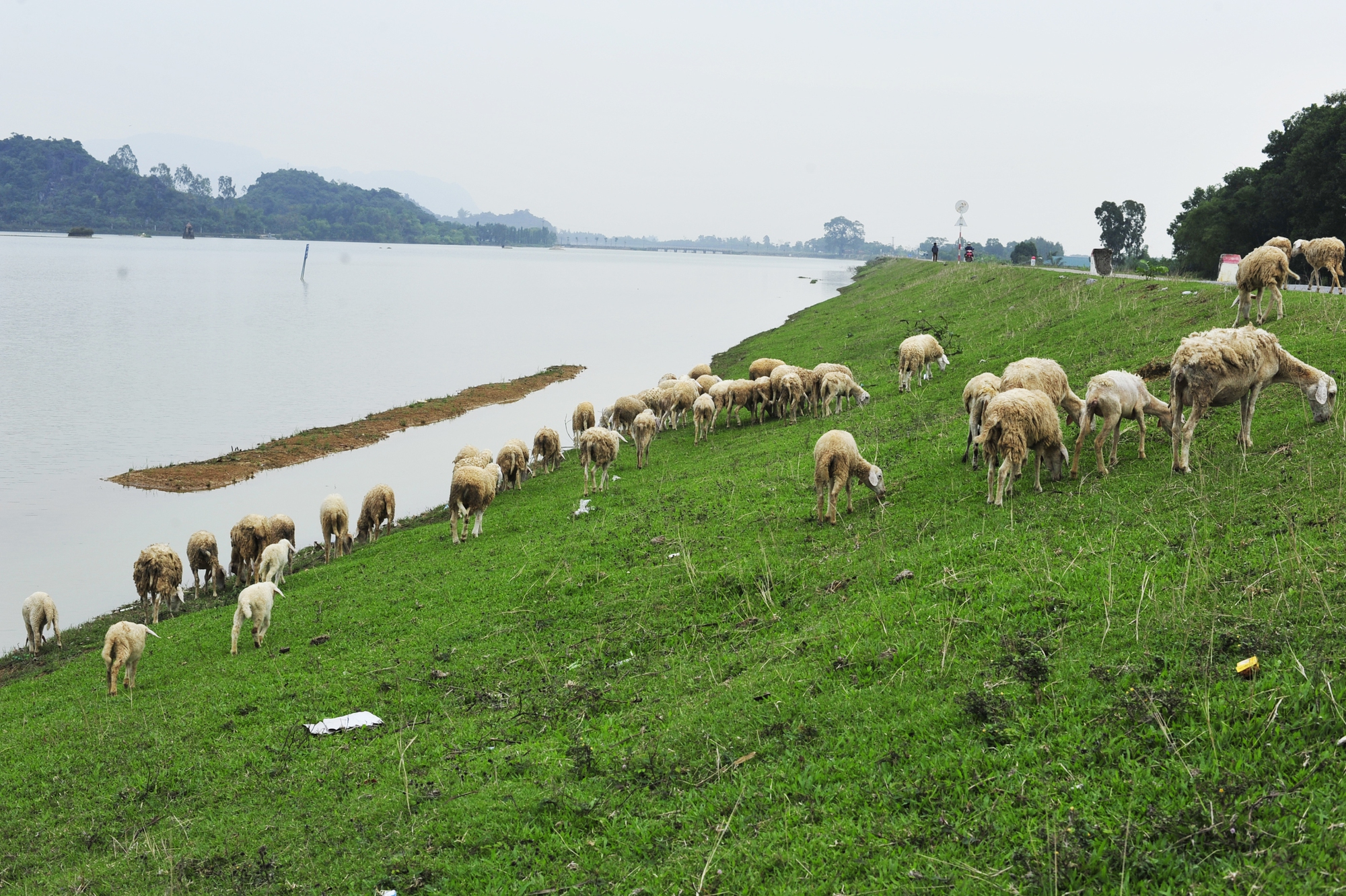 Thích thú ngắm những chú cừu non trên cánh đồng đẹp như tranh ở rất gần Hà Nội - Ảnh 6.