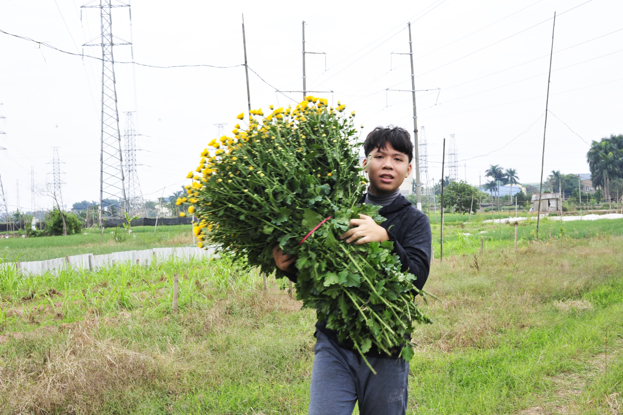 Hoa cúc là đặc trưng của làng hoa Tây Tựu mang lại thu nhập ổn định cho người dân.