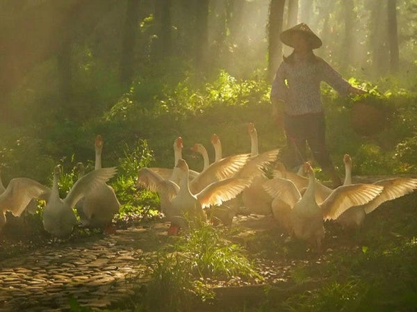 &quot;Ngôi làng cổ tích&quot; của Trung Quốc hóa ra chỉ là một thì trấn với những người nông dân giả danh và ngư dân rởm - Ảnh 5.