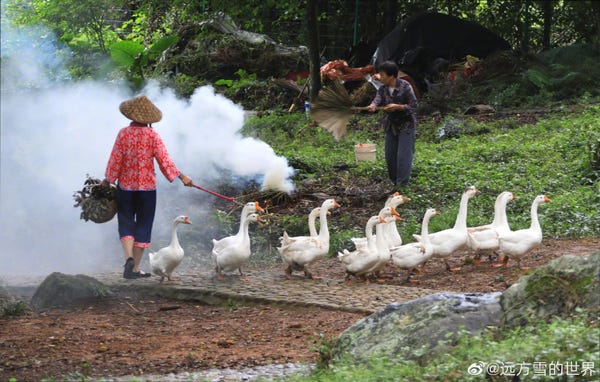 &quot;Ngôi làng cổ tích&quot; của Trung Quốc hóa ra chỉ là một thì trấn với những người nông dân giả danh và ngư dân rởm - Ảnh 6.