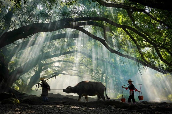 &quot;Ngôi làng cổ tích&quot; của Trung Quốc hóa ra chỉ là một thì trấn với những người nông dân giả danh và ngư dân rởm - Ảnh 1.