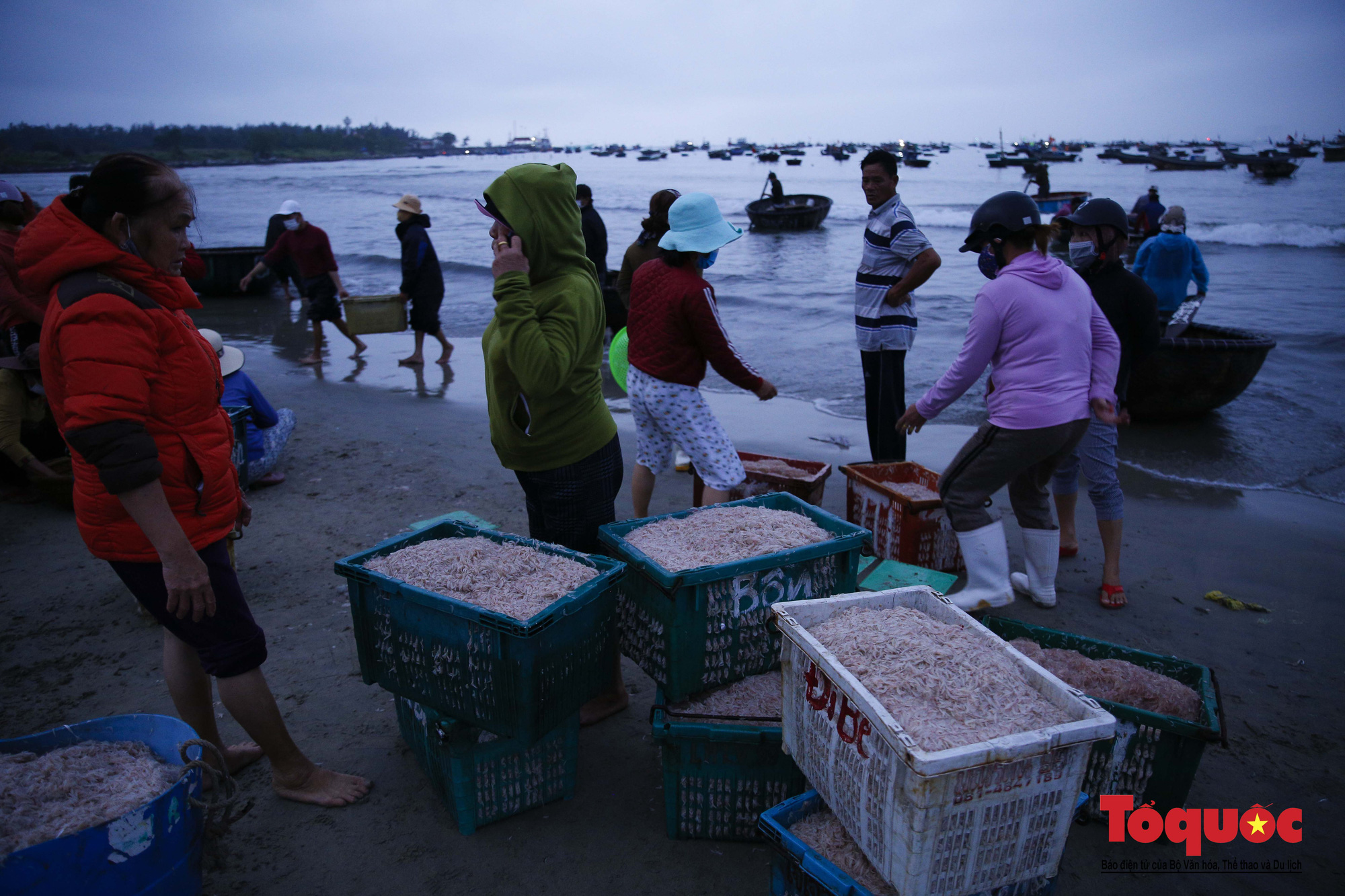 Vào mùa ruốc biển, ngư dân Đà Nẵng kiếm tiền triệu mỗi ngày - Ảnh 4.