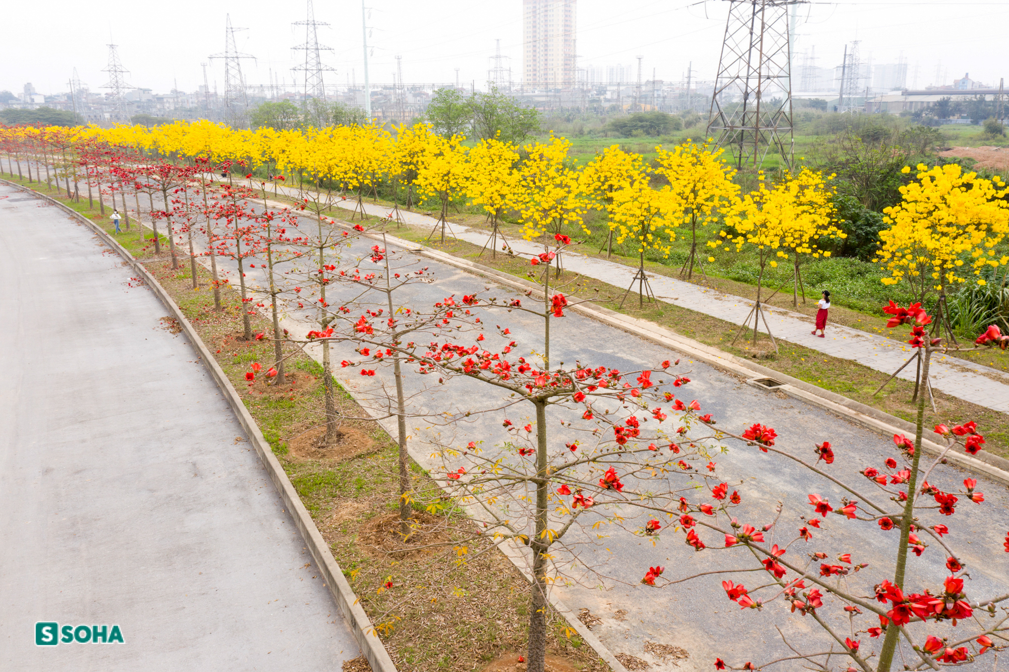 Hà Nội: Con đường phủ đầy hoa gạo, hoa phong linh có 1-0-2, đẹp ...