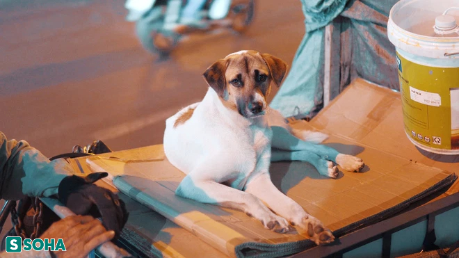Xúc động hình ảnh ông lão nhặt ve chai cùng chú chó nhỏ rong ruổi khắp nẻo đường Sài Gòn - Ảnh 4.