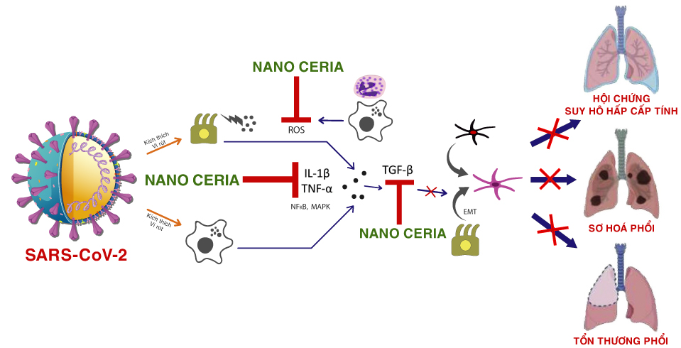 Kiểm soát đại dịch COVID-19 bằng Nano Ceria: Công nghệ Nano mới nhất trong y khoa - Ảnh 1.