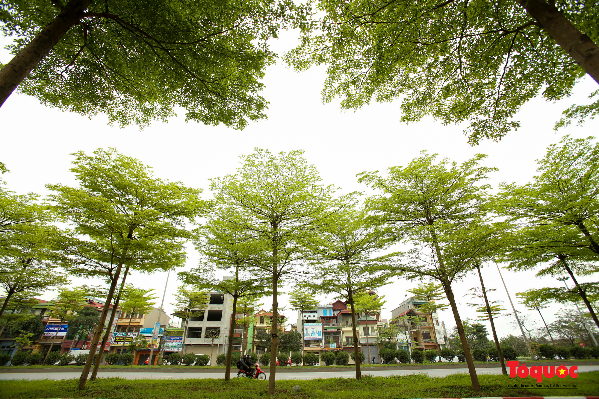 Ngắm hàng bàng Đài Loan xanh mướt đang gây &quot;sốt&quot; ở Hà Nội - Ảnh 6.
