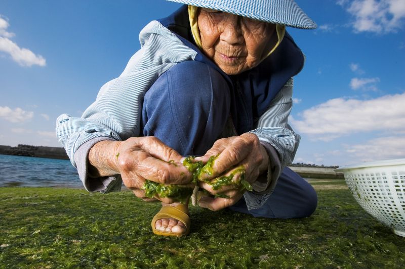 Thứ rau là "thần dược" hạ đường huyết của người Việt, người Nhật cũng cực ưa chuộng: Nhưng có 4 nhóm người tốt nhất không nên dùng - Ảnh 2.