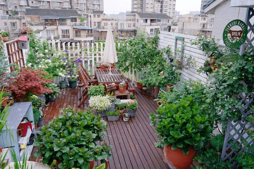Cặp vợ chồng trẻ quyết mua nhà có sân thượng để làm vườn rau nhưng sau 4 năm lại biến thành khu vườn hoa rực rỡ sắc màu - Ảnh 13.