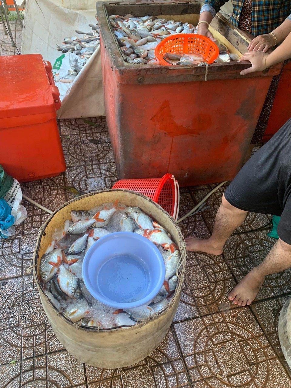 Hàng trăm tấn cá bè chết trắng không rõ nguyên nhân, người dân miền Tây thiệt hại hàng tỷ đồng, khóc ròng nhờ giải cứu - Ảnh 2.