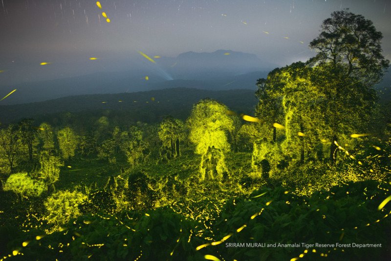 Cảnh tượng mãn nhãn: Hàng tỷ con đom đóm thắp sáng rực khu bảo tồn Ấn Độ về đêm - Ảnh 2.