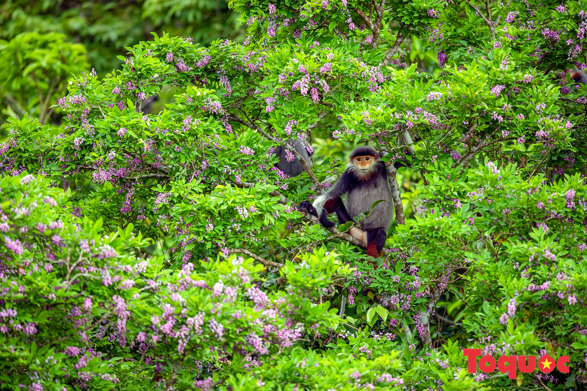 Săn ảnh mùa hoa tím trên bán đảo Sơn Trà    - Ảnh 8.