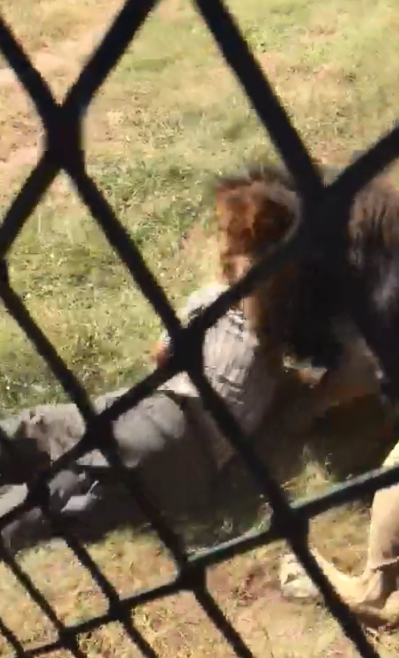 Vào chuồng sư tử, chủ công viên hoang dã bị tấn công tàn bạo, clip hiện trường gây ám ảnh - Ảnh 1.